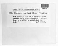 Phragmidium bulbosum image
